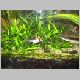 Picture 536 (Corydoras duplicareus,  E. siamensis).jpg